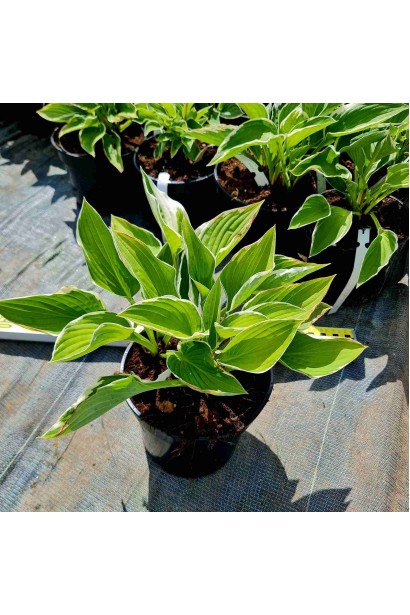 Хоста гибридная Франция  - 3л/вис.20-30см/Ø30-40см